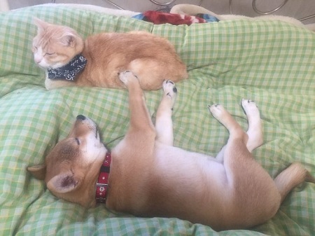 仲良し犬と猫 はるお