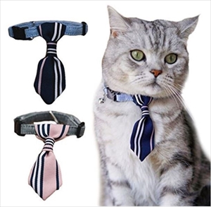 ヤフオク・猫の日