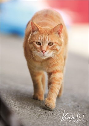 フェリシモ　地域猫応援グッズ