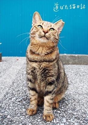 フェリシモ　地域猫応援グッズ