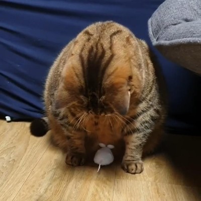 ドヤ顔にゃんこ