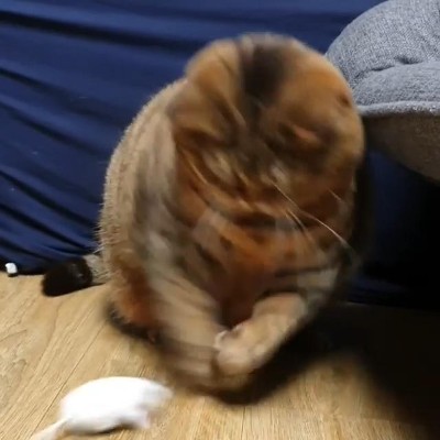 ドヤ顔にゃんこ