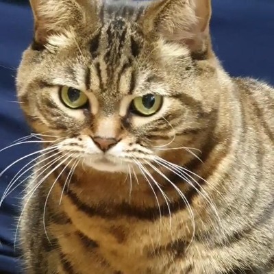 ドヤ顔にゃんこ