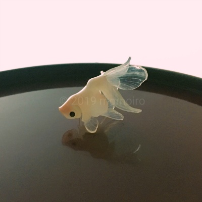 宝石金魚 白