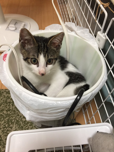 ちびわび助さん