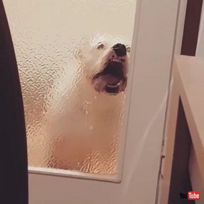 playing with the tail