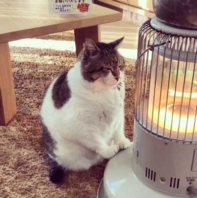 猫 ぶさお ストーブ 暖まる 温まる 暖を取る かわいい