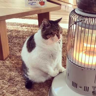 猫 ぶさお ストーブ 暖まる 温まる 暖を取る かわいい