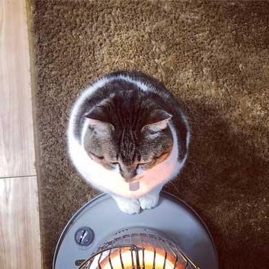 猫 ぶさお ストーブ 暖まる 温まる 暖を取る かわいい
