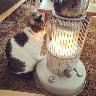 猫 ぶさお ストーブ 暖まる 温まる 暖を取る かわいい