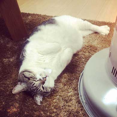 猫 ぶさお ストーブ 暖まる 温まる 暖を取る かわいい