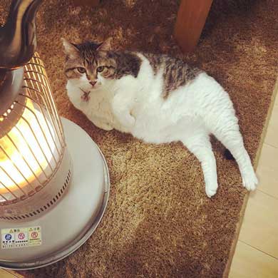 猫 ぶさお ストーブ 暖まる 温まる 暖を取る かわいい