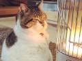 ストーブで暖まる猫「ぶさお」くんで癒されよう　冬の風物詩となった平和な光景に今年もほっこり