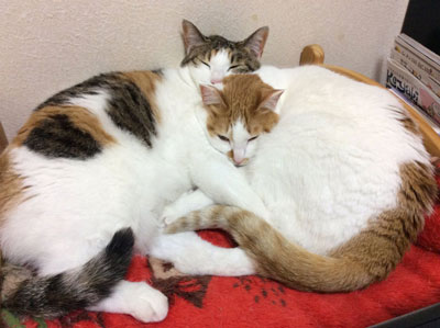 おやすみ仲良しさん