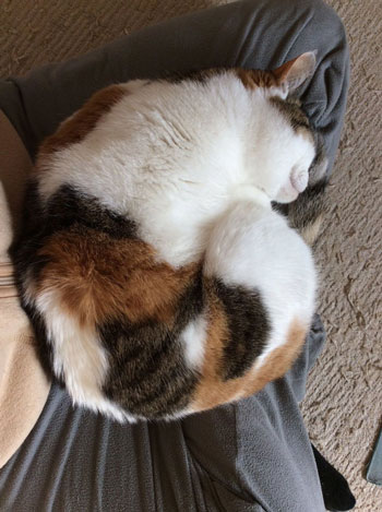 あんもにゃいと