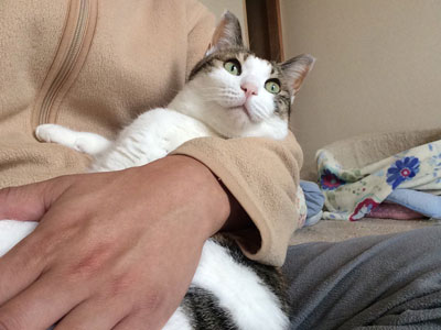 晩酌とにゃんこ