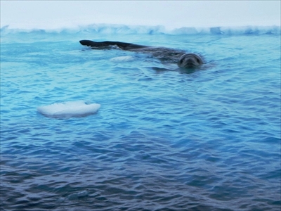 ヒョウアザラシ