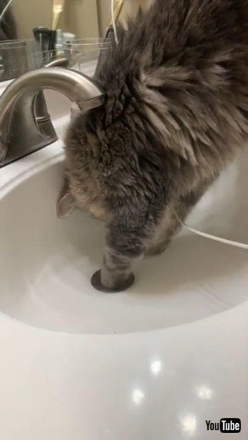 指輪をとってくれるニャンコ