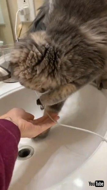 指輪をとってくれるニャンコ