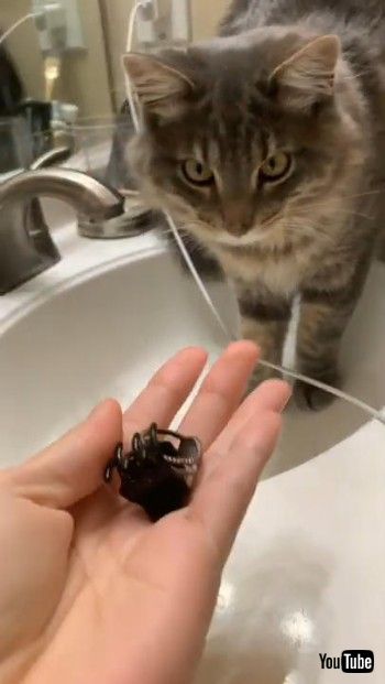 指輪をとってくれるニャンコ