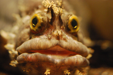 へんないきもの展3