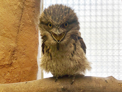 へんないきもの展3