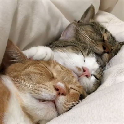 毛布の下にいる猫ちゃんたち