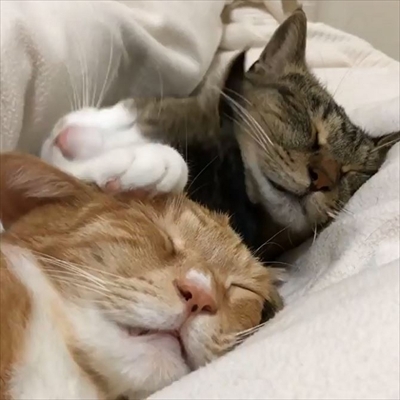 毛布の下にいる猫ちゃんたち