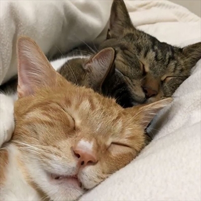 毛布の下にいる猫ちゃんたち