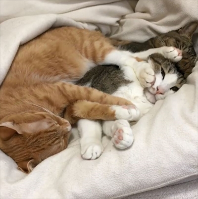 毛布の下にいる猫ちゃんたち