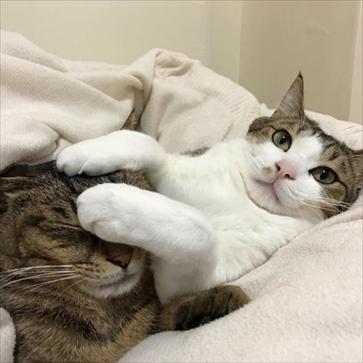 毛布の下にいる猫ちゃんたち