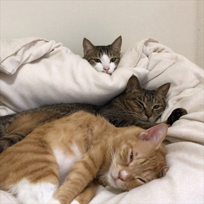 毛布の下にいる猫ちゃんたち