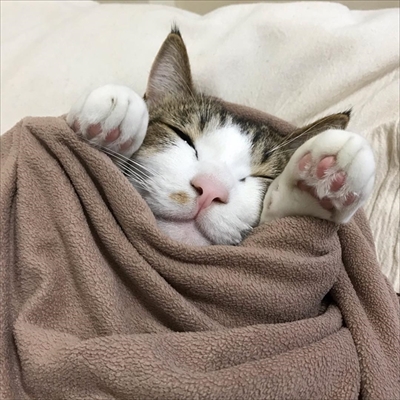 毛布の下にいる猫ちゃんたち