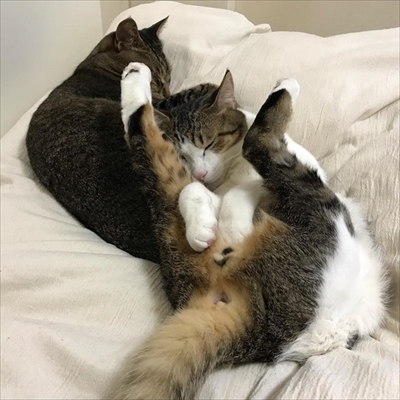 毛布の下にいる猫ちゃんたち