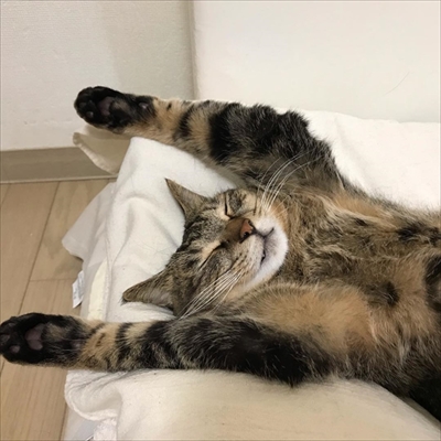 毛布の下にいる猫ちゃんたち