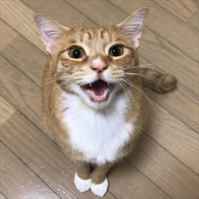 毛布の下にいる猫ちゃんたち