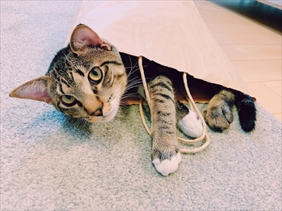 たいとコスモス、ときどきザクロ