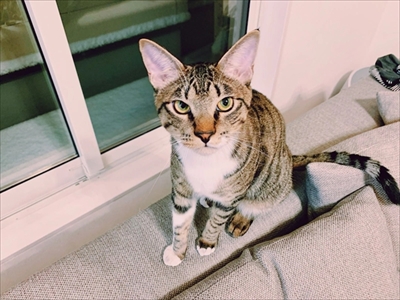 たいとコスモス、ときどきザクロ