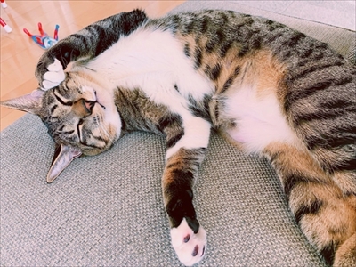 たいとコスモス、ときどきザクロ