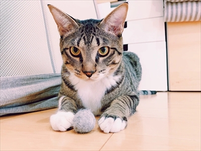 たいとコスモス、ときどきザクロ