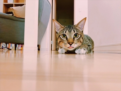 たいとコスモス、ときどきザクロ