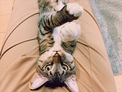 たいとコスモス、ときどきザクロ