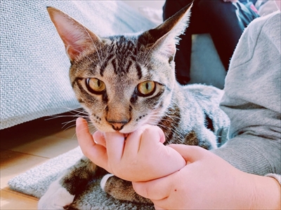 たいとコスモス、ときどきザクロ