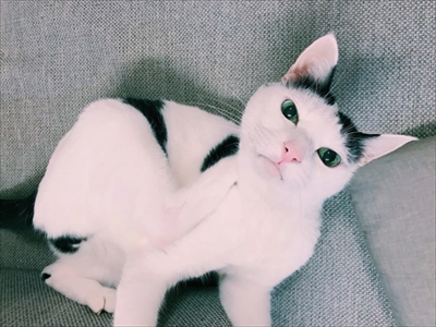 たいとコスモス、ときどきザクロ