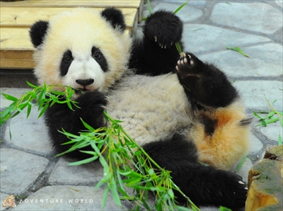 アドベンチャーワールド　彩浜