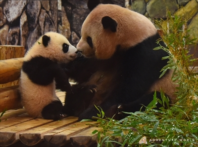 アドベンチャーワールド　彩浜
