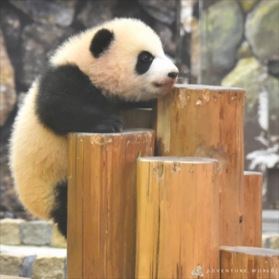 アドベンチャーワールド　彩浜