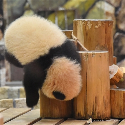 アドベンチャーワールド　彩浜