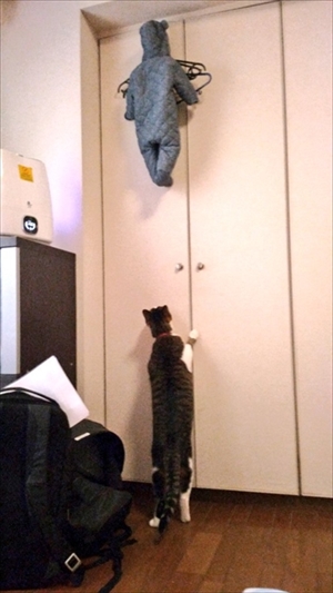 子どもを助けようとする猫