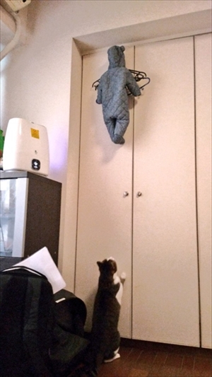 子どもを助けようとする猫